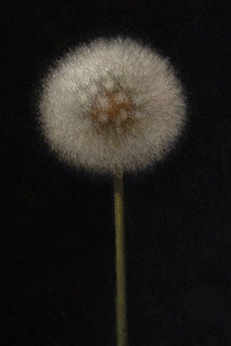 Dandelion - Eau De Parfum (50ml)
