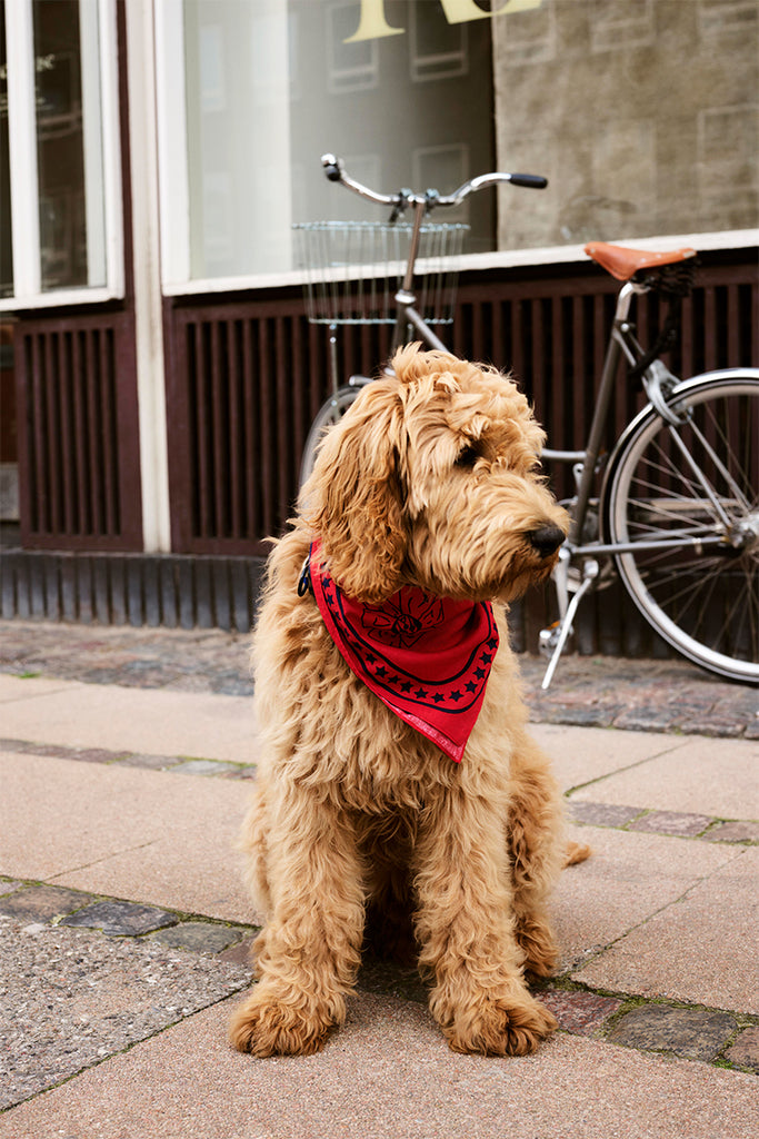 HAY Dogs Scarf 55x55 - Red